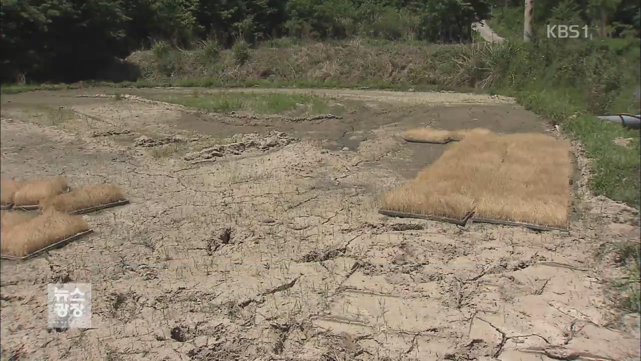 ‘가뭄’ 거대한 풀밭으로 변한 소양호 강바닥