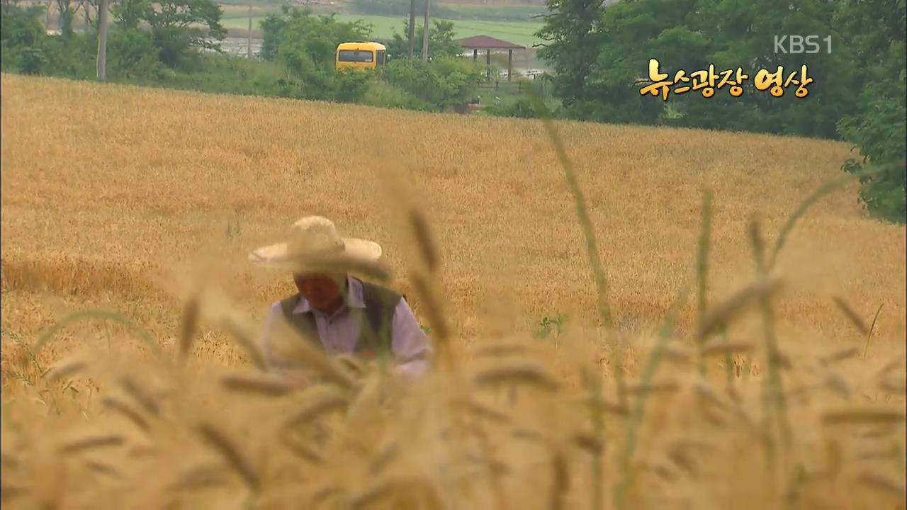 [뉴스광장 영상] 망종