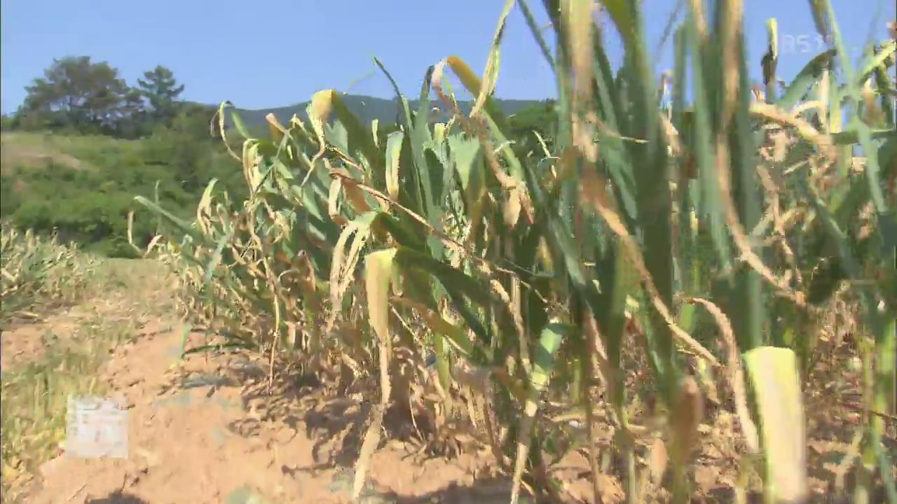 극심한 가뭄에 채소값 상승…장바구니 물가 비상