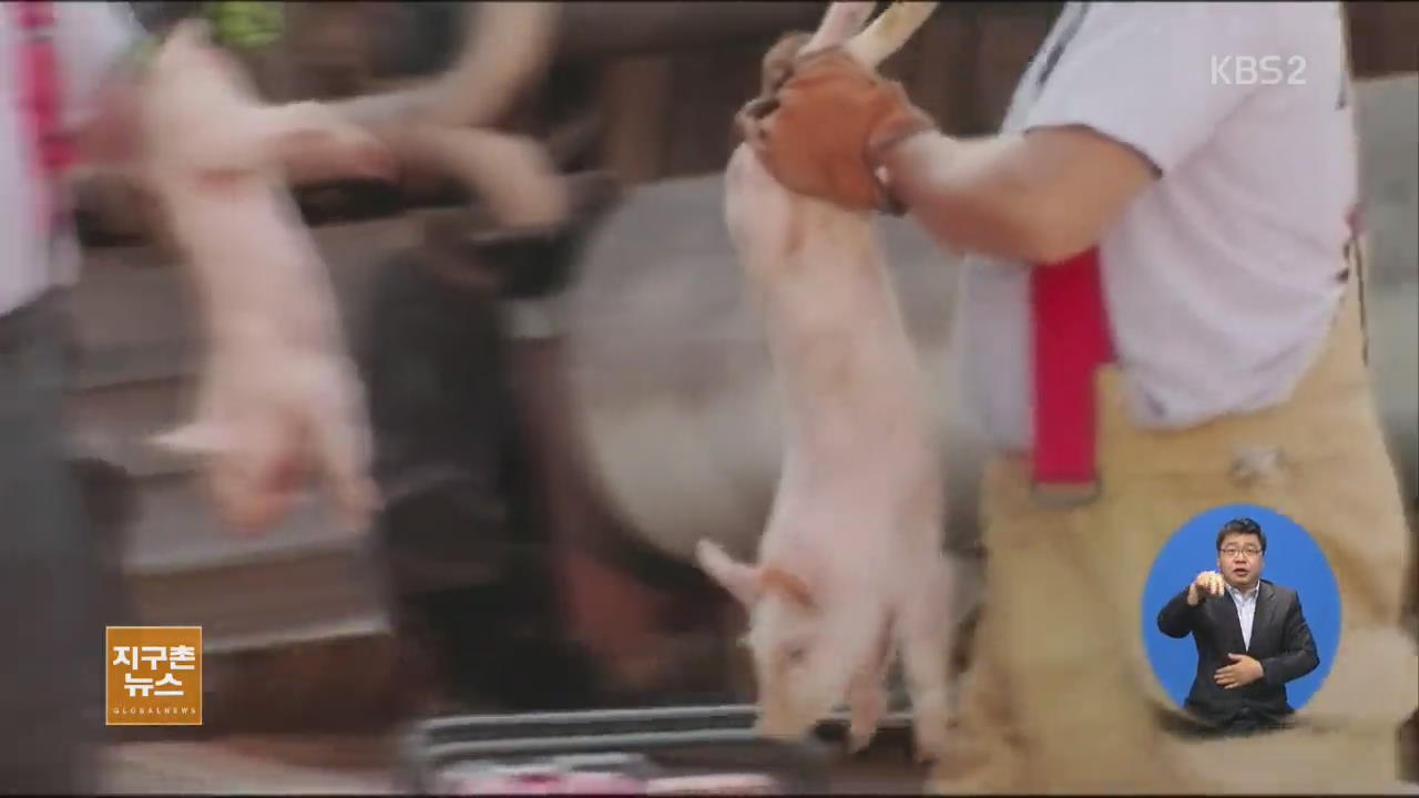 [지구촌 생생영상] 고속도로에 돼지 수천 마리 쏟아져