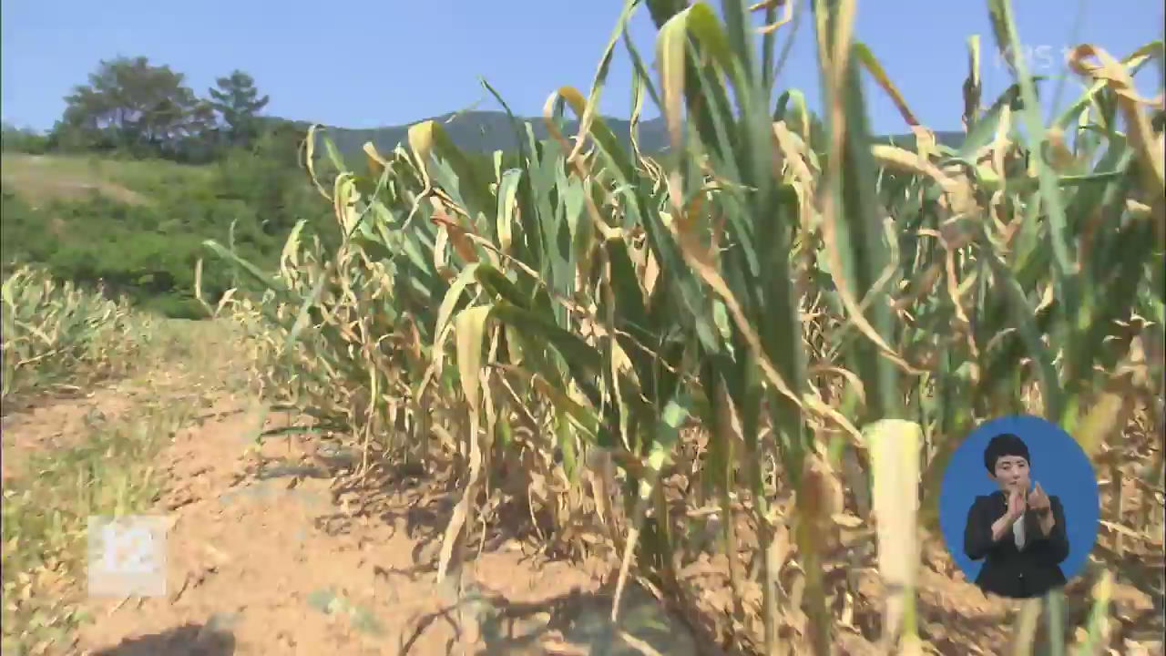 극심한 가뭄에 채소값 상승…장바구니 물가 비상