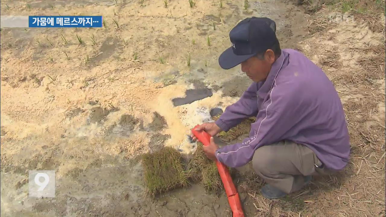 ‘가뭄에 메르스까지’ 심각한 인력난…농심도 ‘바짝’