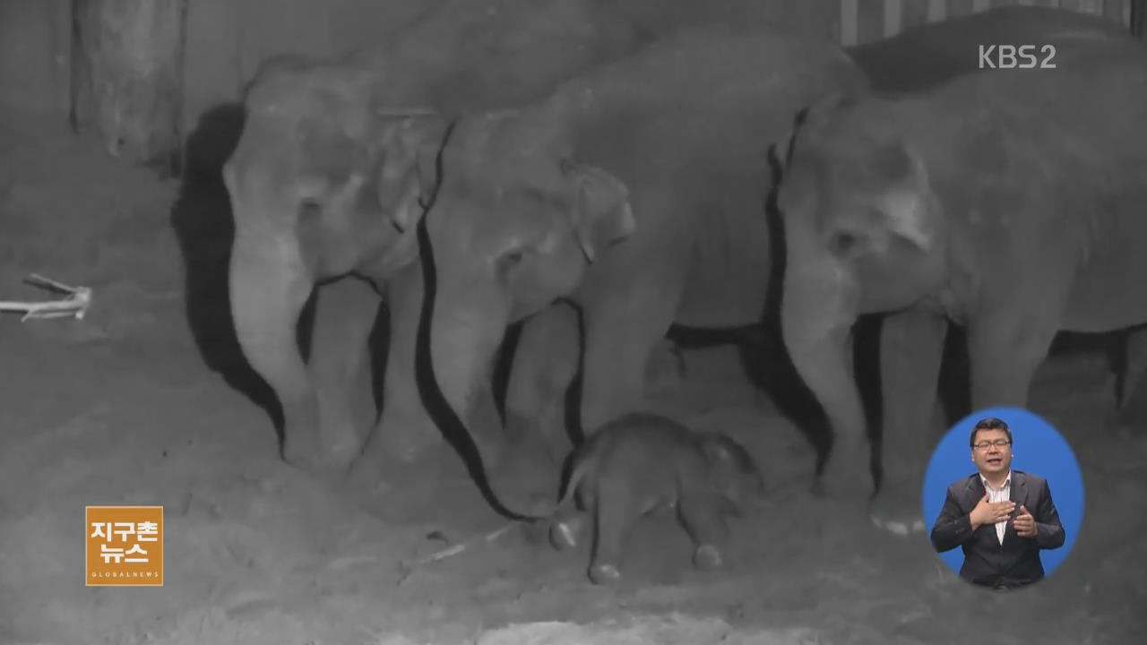 [지구촌 생생영상] 갓 태어난 새끼 돌보는 코끼리들