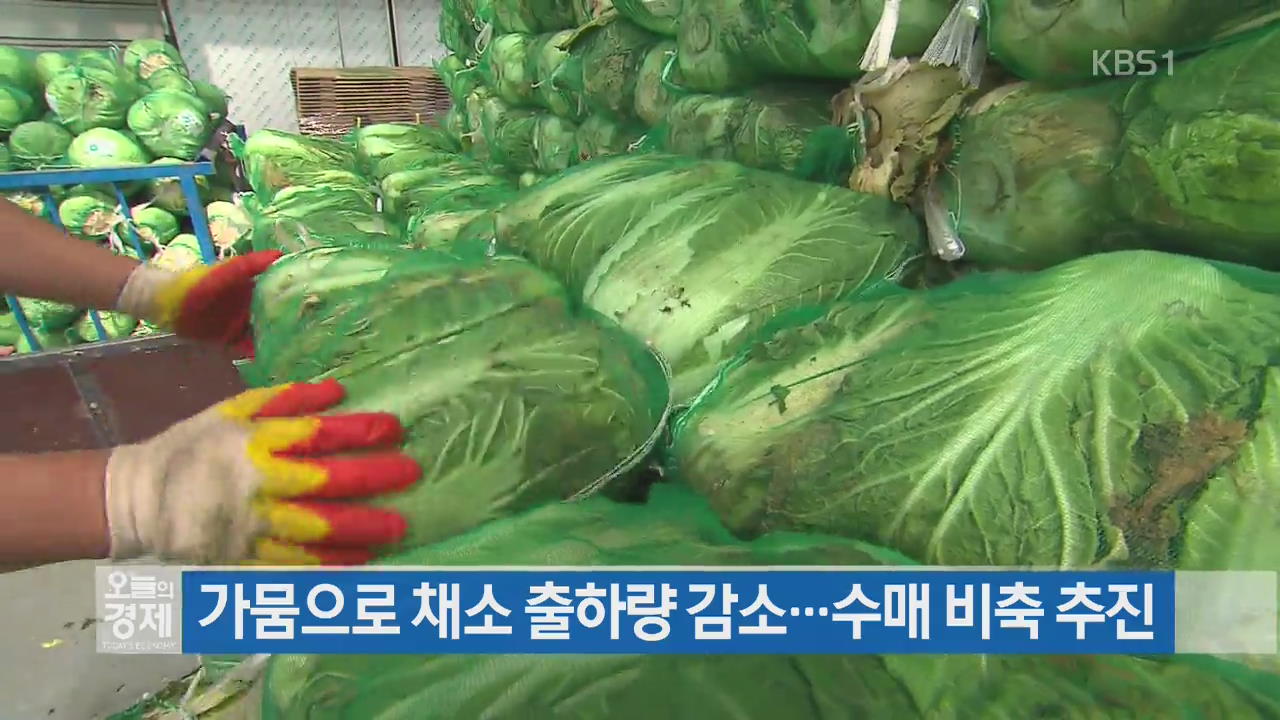 가뭄으로 채소 출하량 감소…수매 비축 추진