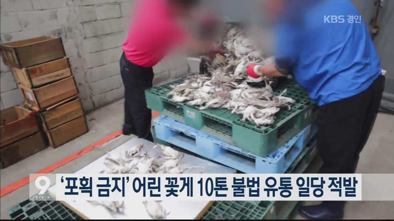 ‘포획 금지’ 어린 꽃게 10톤 불법 유통 일당 적발