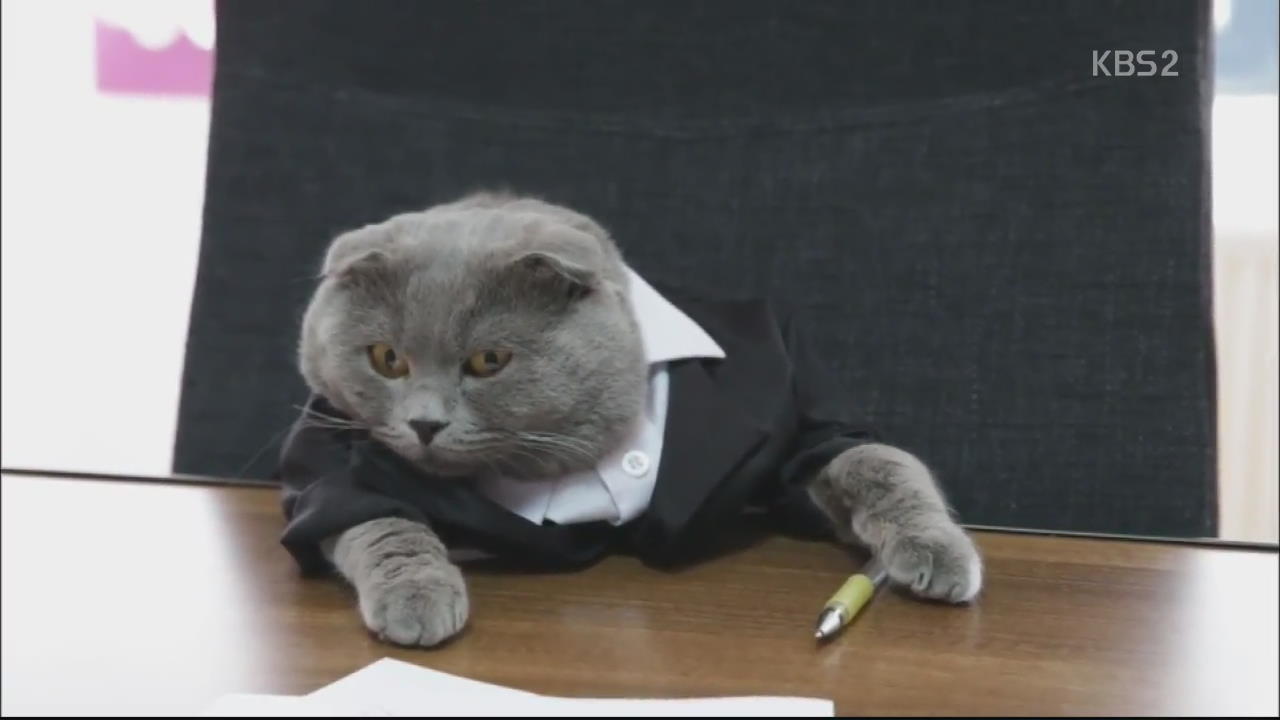 [핫 클릭] 정식 채용된 ‘홍보부장’ 고양이