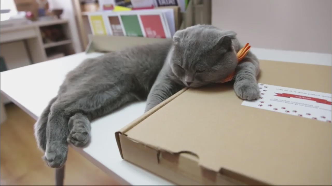 [핫 클릭] 정식 채용된 ‘홍보부장’ 고양이 외