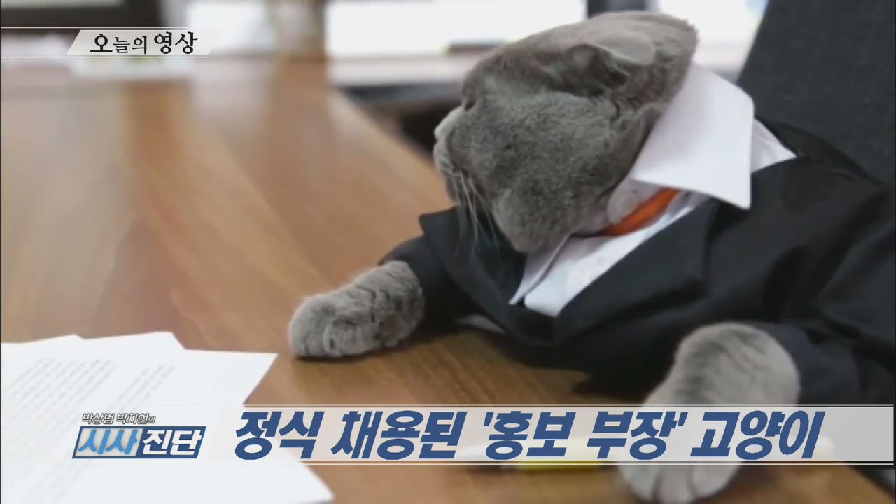 [오늘의 영상] 정식 채용된 ‘홍보 부장’ 고양이 외