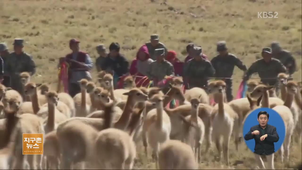 [지구촌 생생영상] 안데스 동물 ‘비쿠냐’ 털 깎기 축제