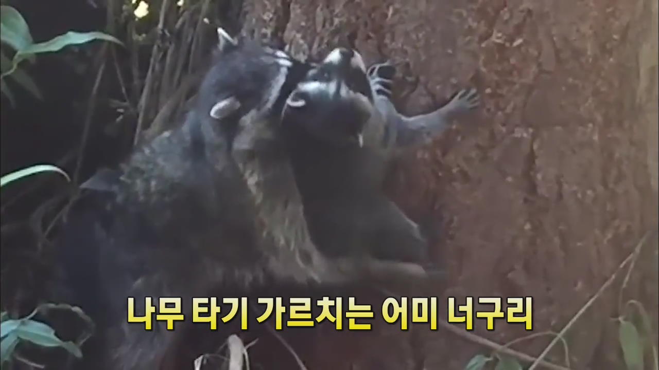 [세상의 창] 나무 타기 가르치는 어미 너구리