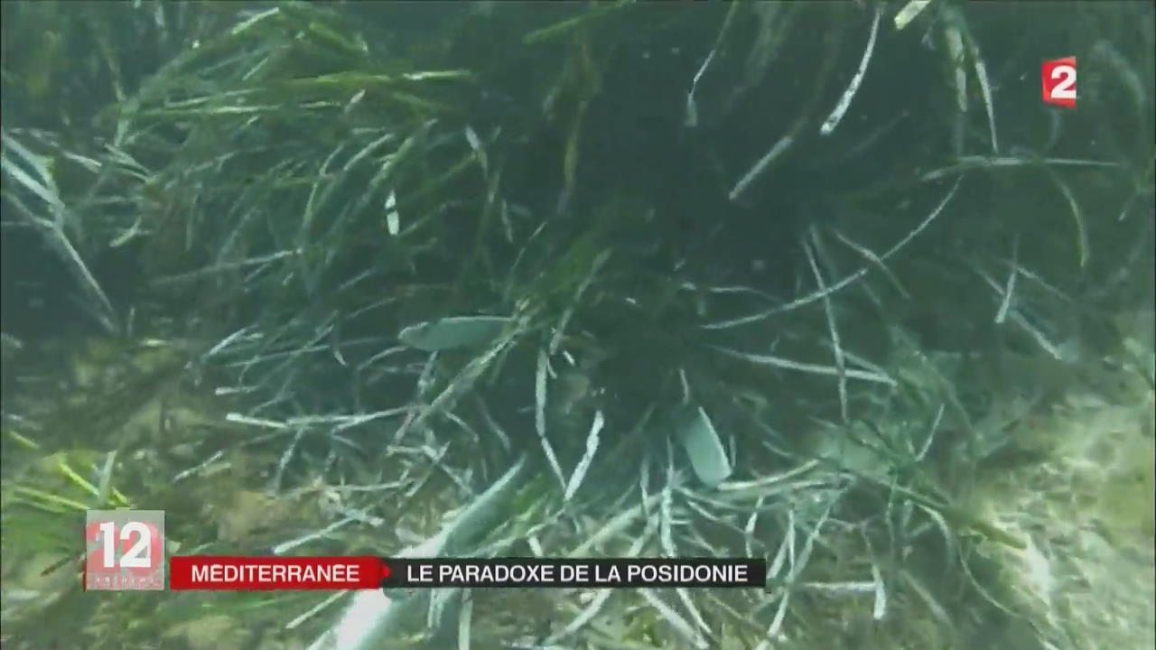 프랑스, 지중해의 보물 식물 ‘포시도니아’
