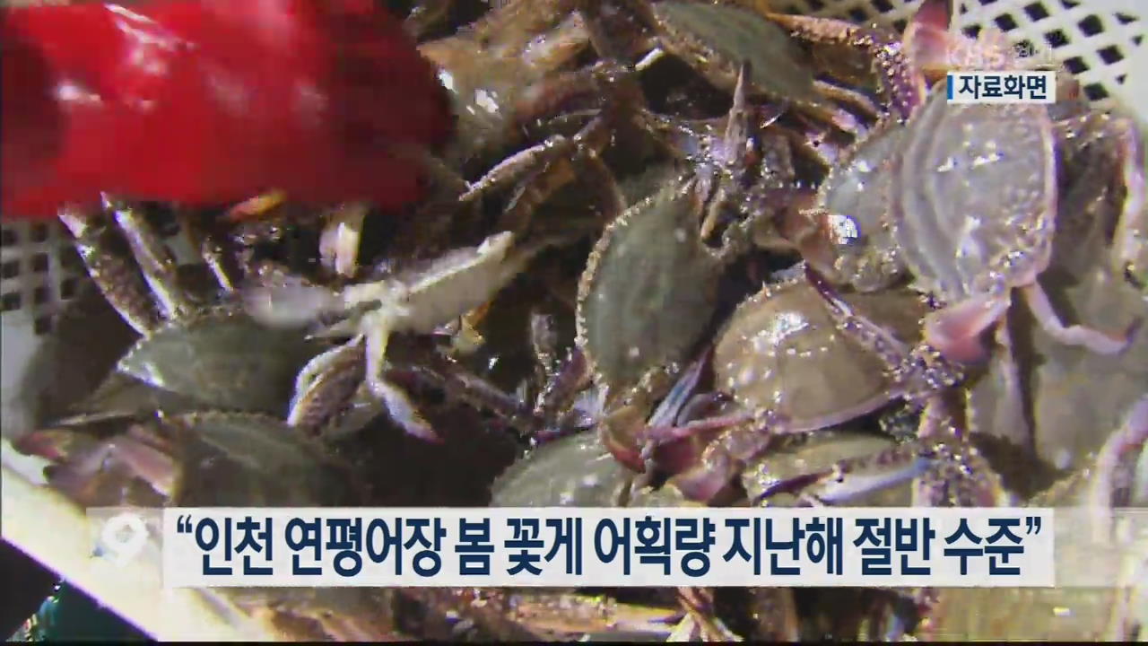 “인천 연평어장 봄 꽃게 어획량 지난해 절반 수준”