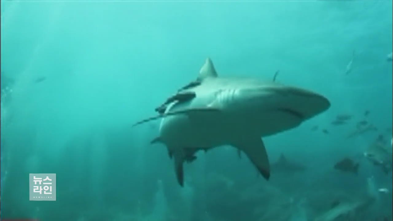 [글로벌 브리핑] 얕은 해안에서 상어에 잇따라 피습