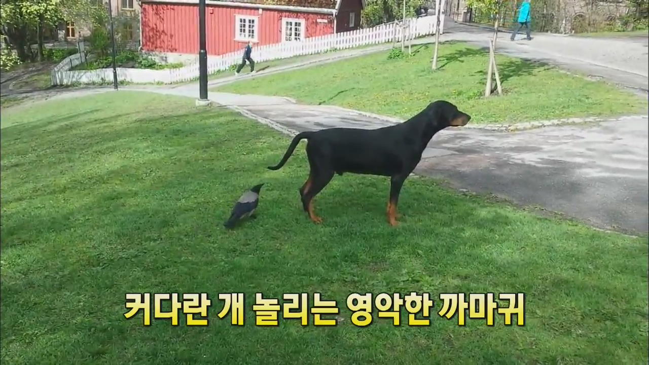 [세상의 창] 커다란 개 놀리는 영악한 까마귀