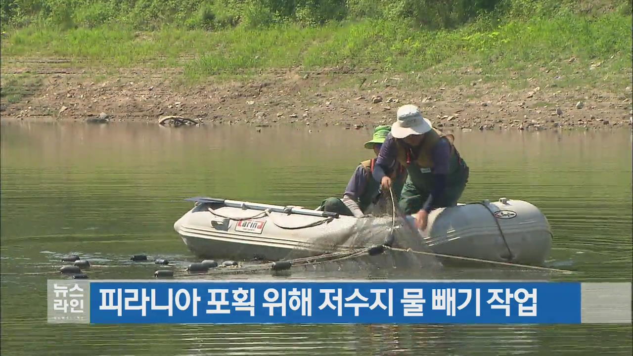 피라니아 포획 위해 저수지 물 빼기 작업