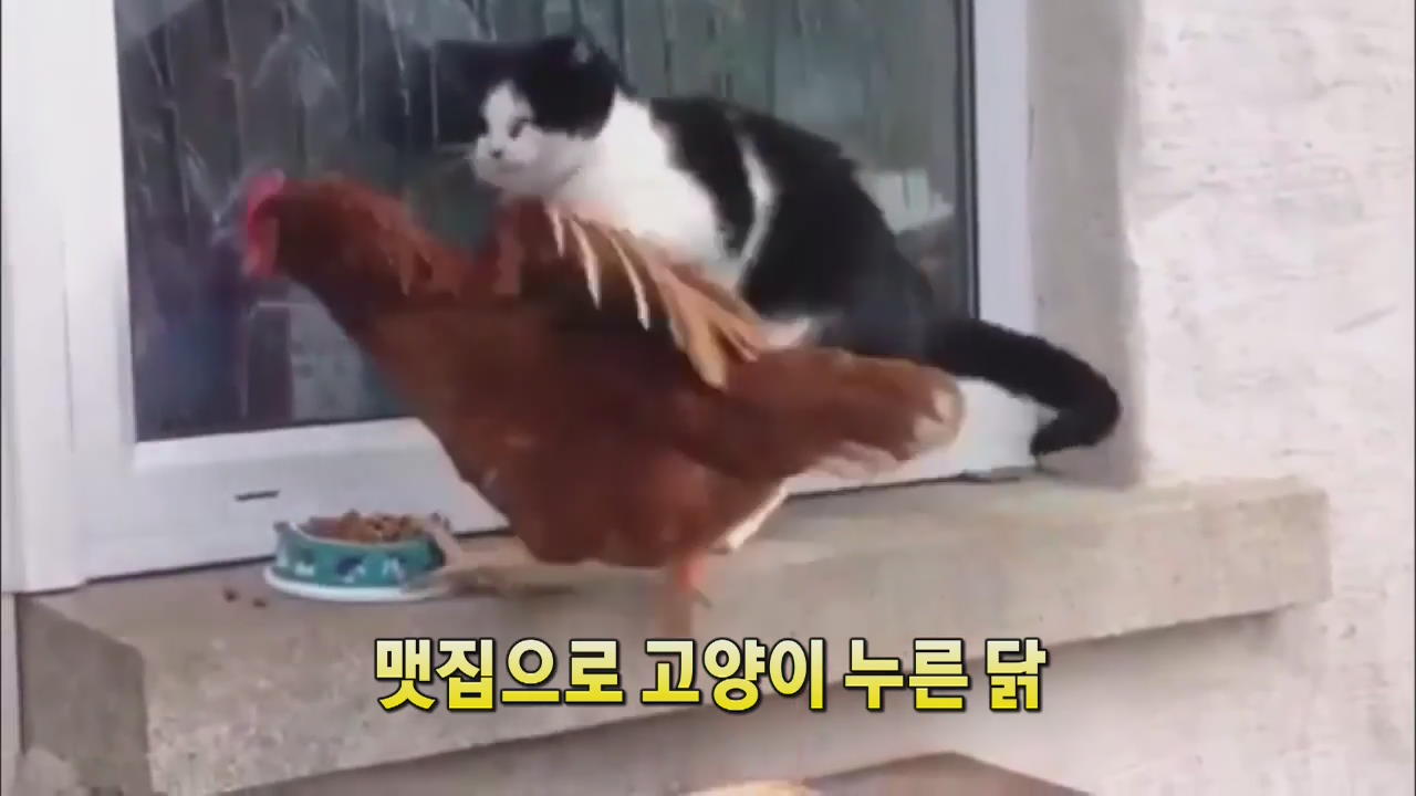 [세상의 창] 맷집으로 고양이 누른 닭