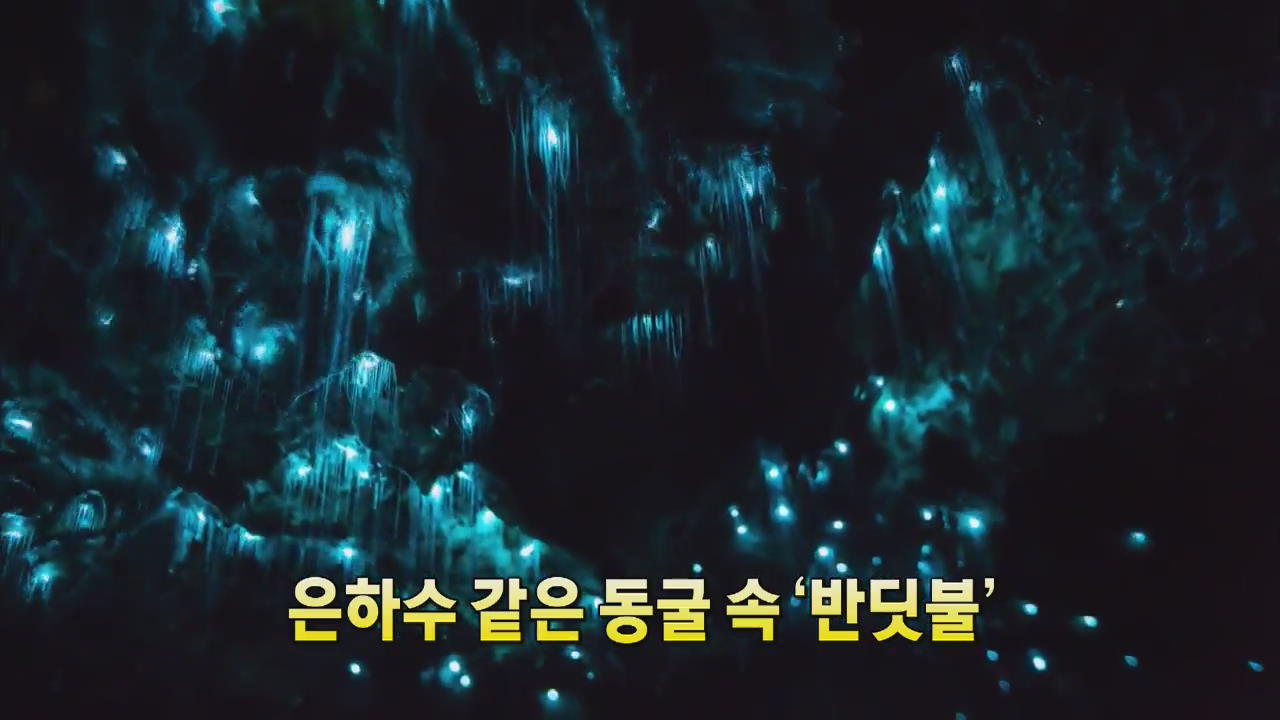 [세상의 창] 은하수 같은 동굴 속 ‘반딧불’