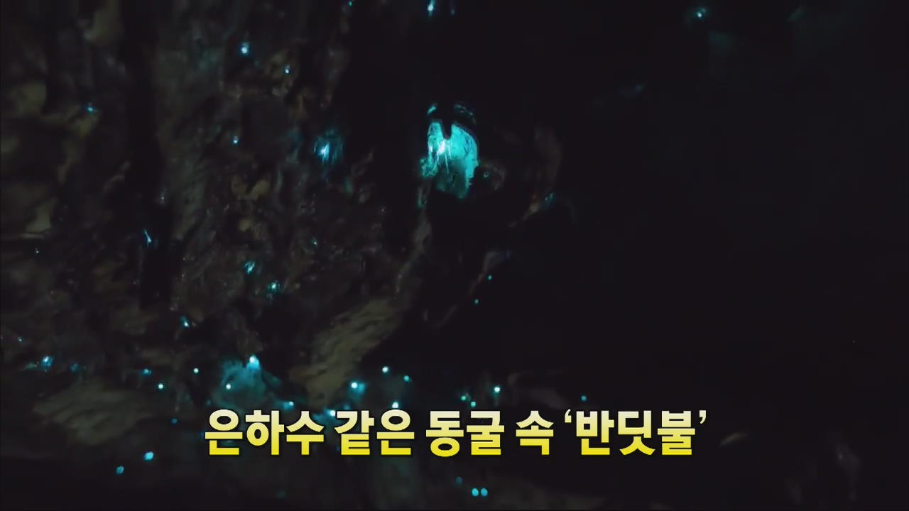 [핫 클릭] 은하수 같은 동굴 속 ‘반딧불’ 외