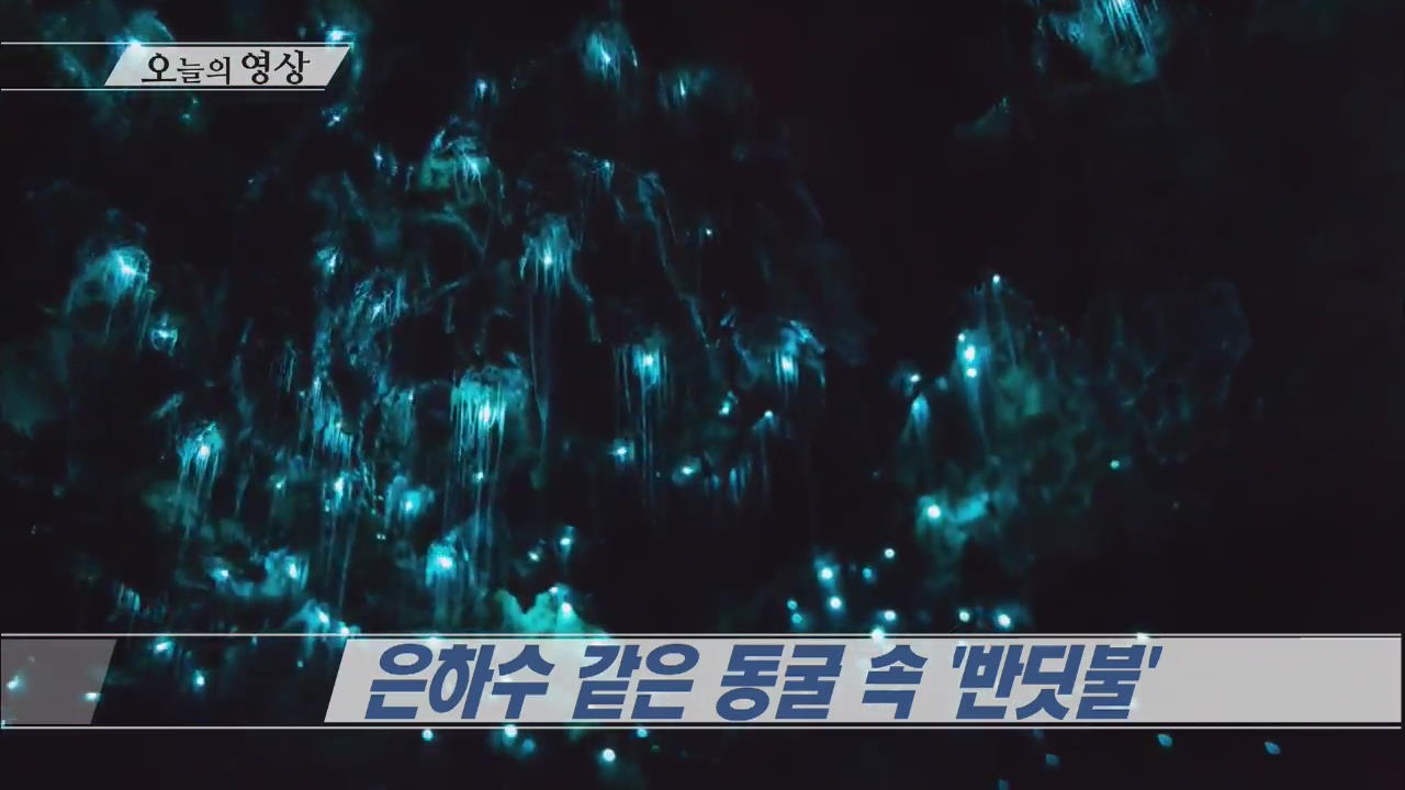 [오늘의 영상] 은하수 같은 동굴 속 ‘반딧불’ 외