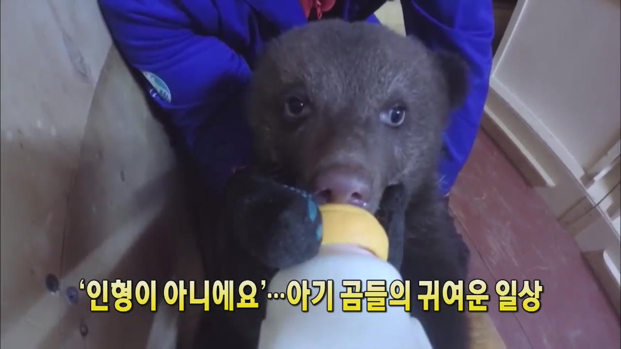 [세상의 창] ‘인형이 아니에요’…아기 곰들의 귀여운 일상