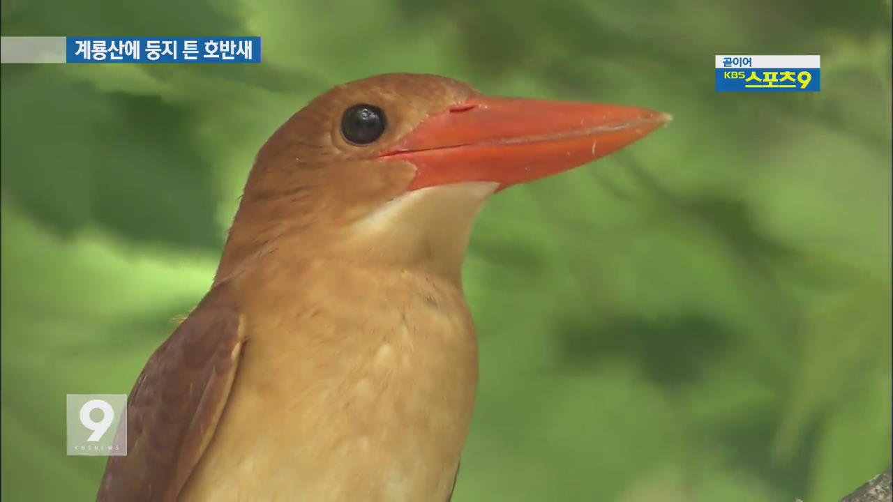 익룡 닮은 주홍빛 호반새, 계룡산에 둥지