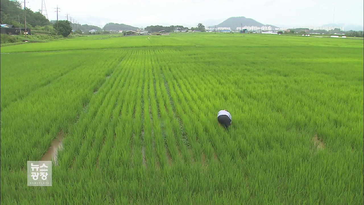 오랜만에 반가운 단비…가뭄 해갈에는 미흡