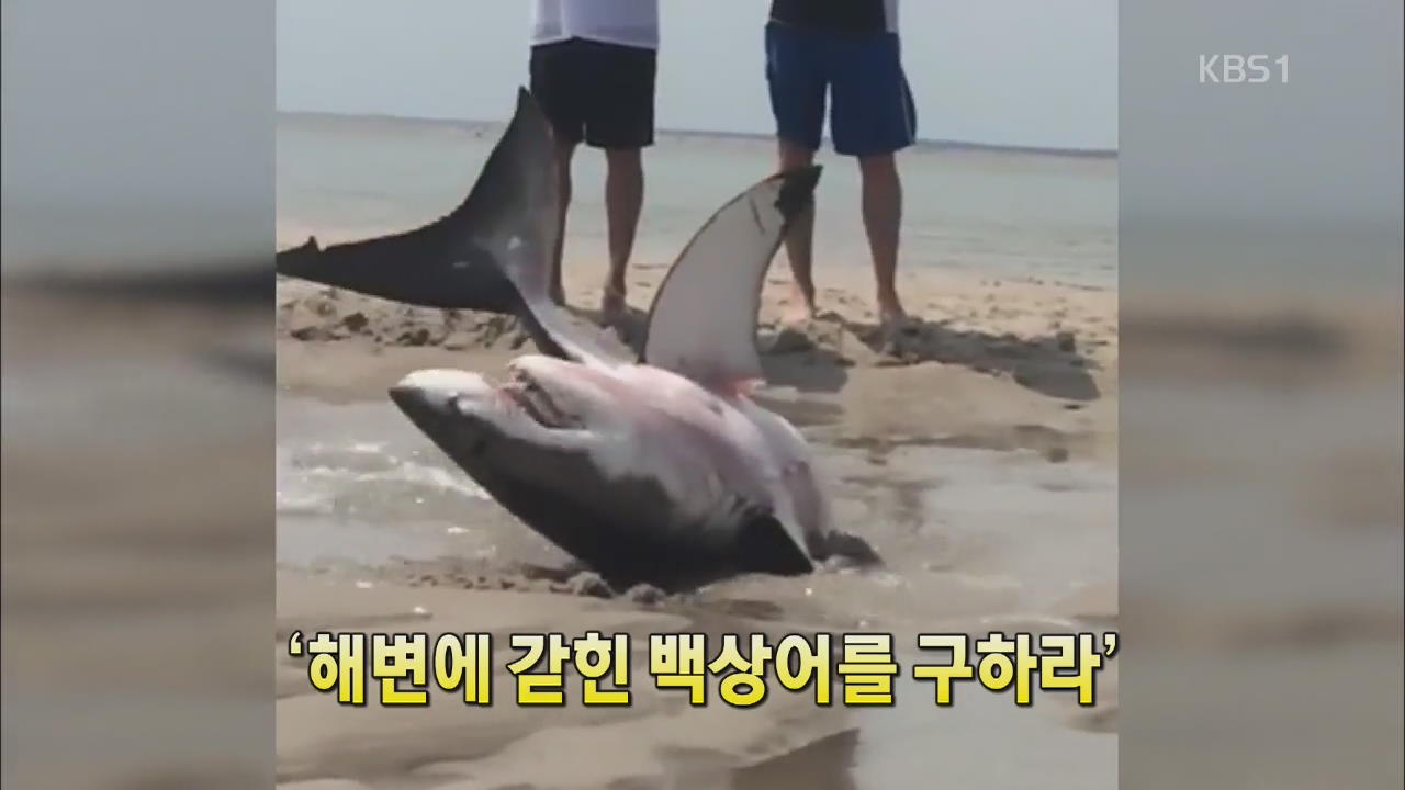 [세상의 창] ‘해변에 갇힌 백상어를 구하라’ 