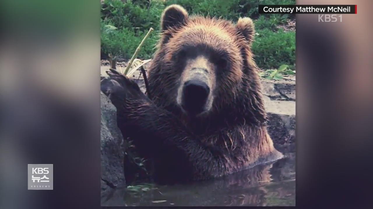 미국, 동물원 유리문에 ‘돌팔매질’하는 곰
