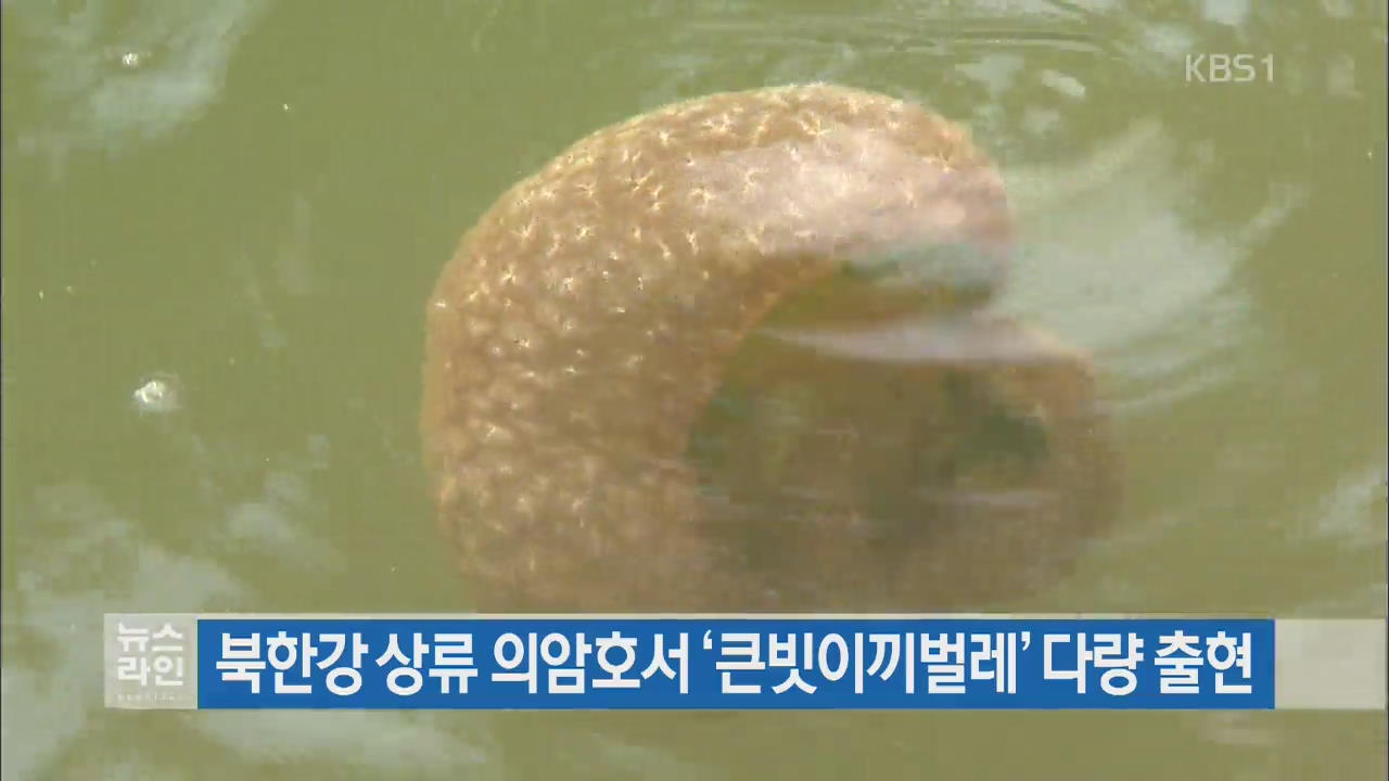 북한강 상류 의암호서 ‘큰빗이끼벌레’ 다량 출현