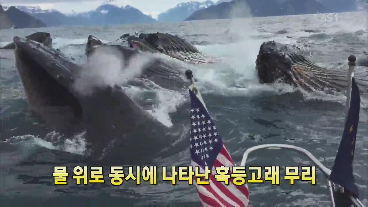 [세상의 창] 물 위로 동시에 나타난 혹등고래 무리
