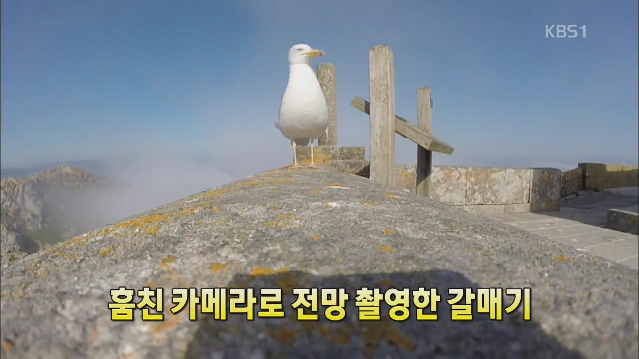 [세상의 창] 훔친 카메라로 전망 촬영한 갈매기