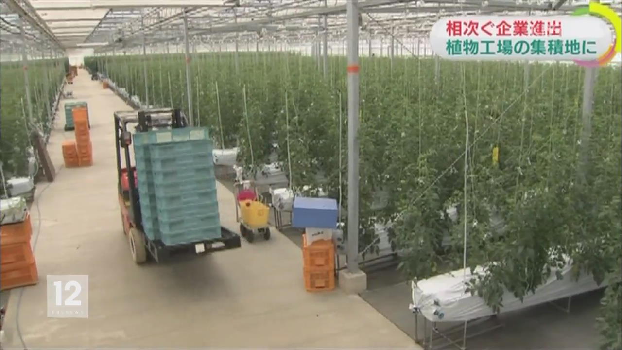 일본, 식물 공장에 기업들 잇달아 진출