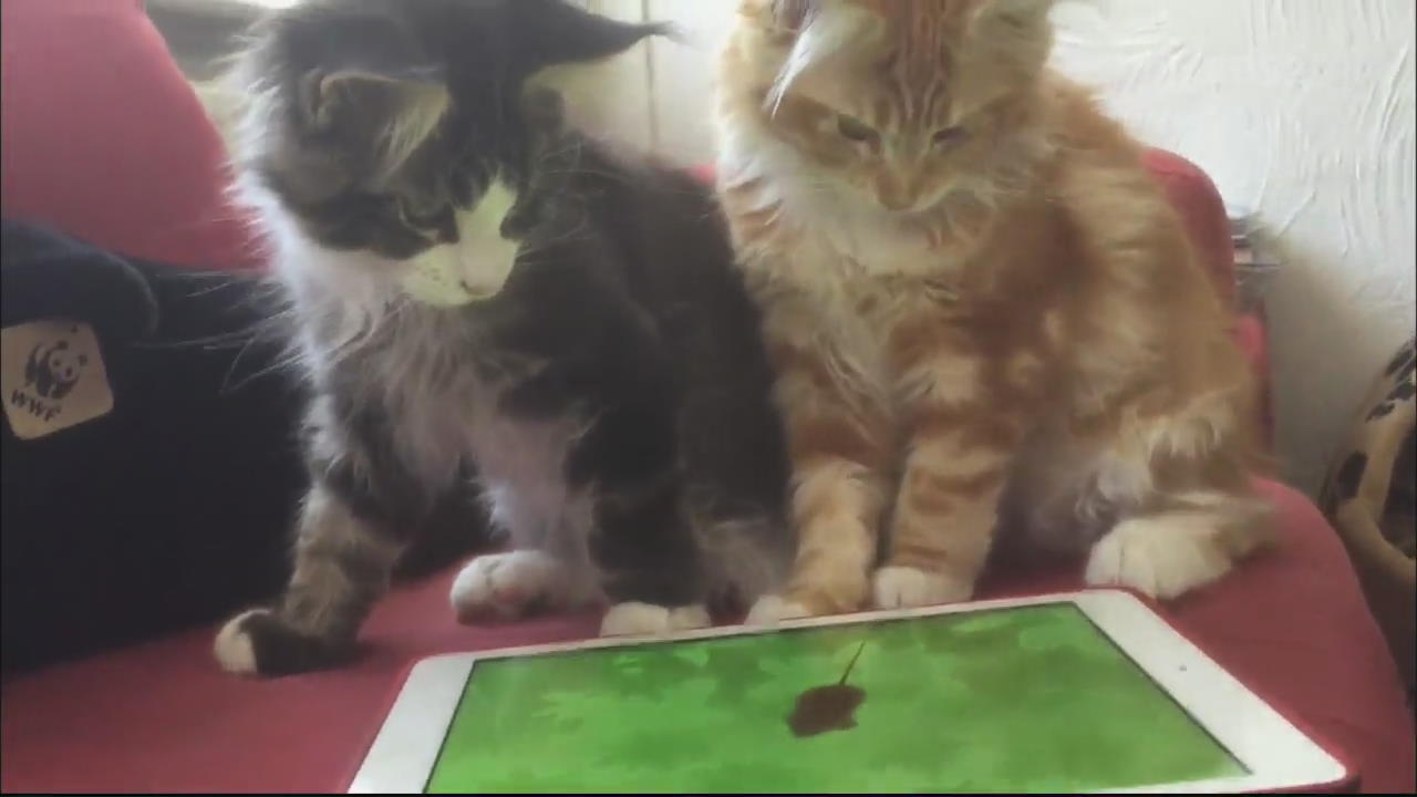 [핫 클릭] 쥐잡기 게임에 빠진 아기 고양이들