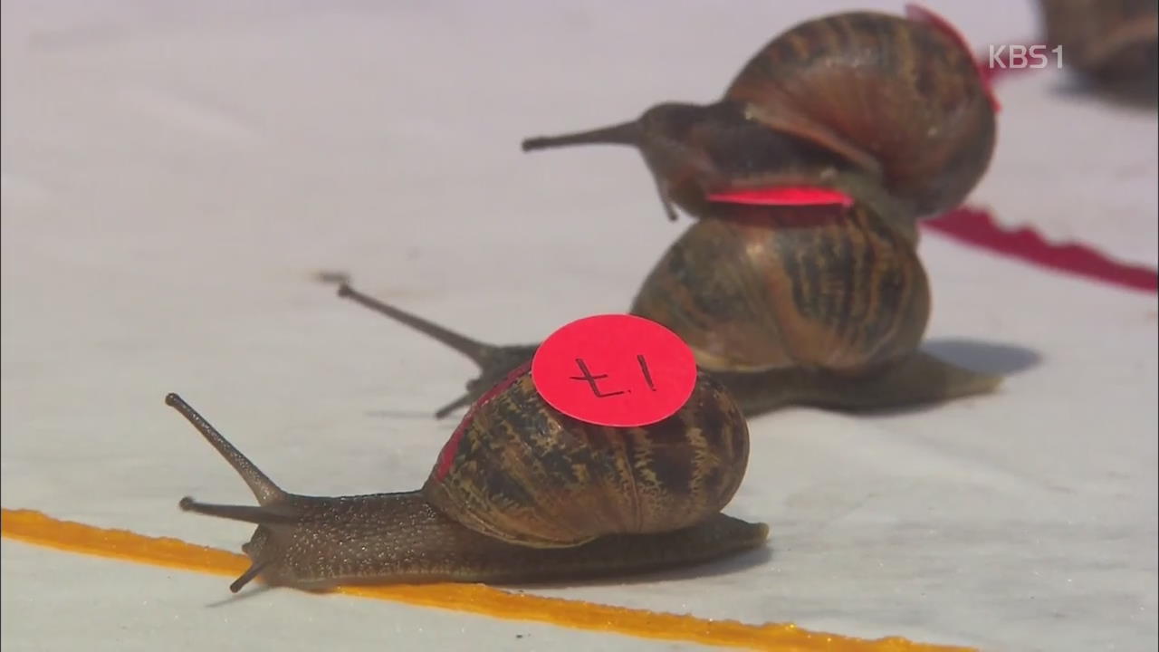 [오늘의 영상] 상추 위해서라면 ‘달팽이도 달려요?’