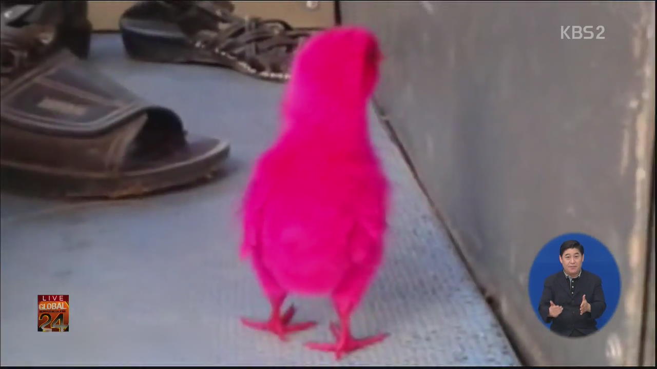 [글로벌24 브리핑] 분홍색 병아리…동물학대 논란