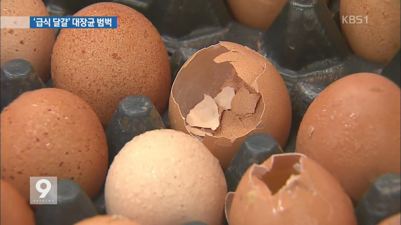‘대장균 계란’ 300여 톤 학교 급식·제빵업체에 공급