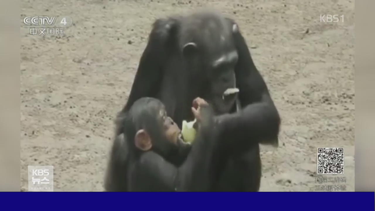 중국, 연구 끝난 침팬지 굶어 죽을 위기