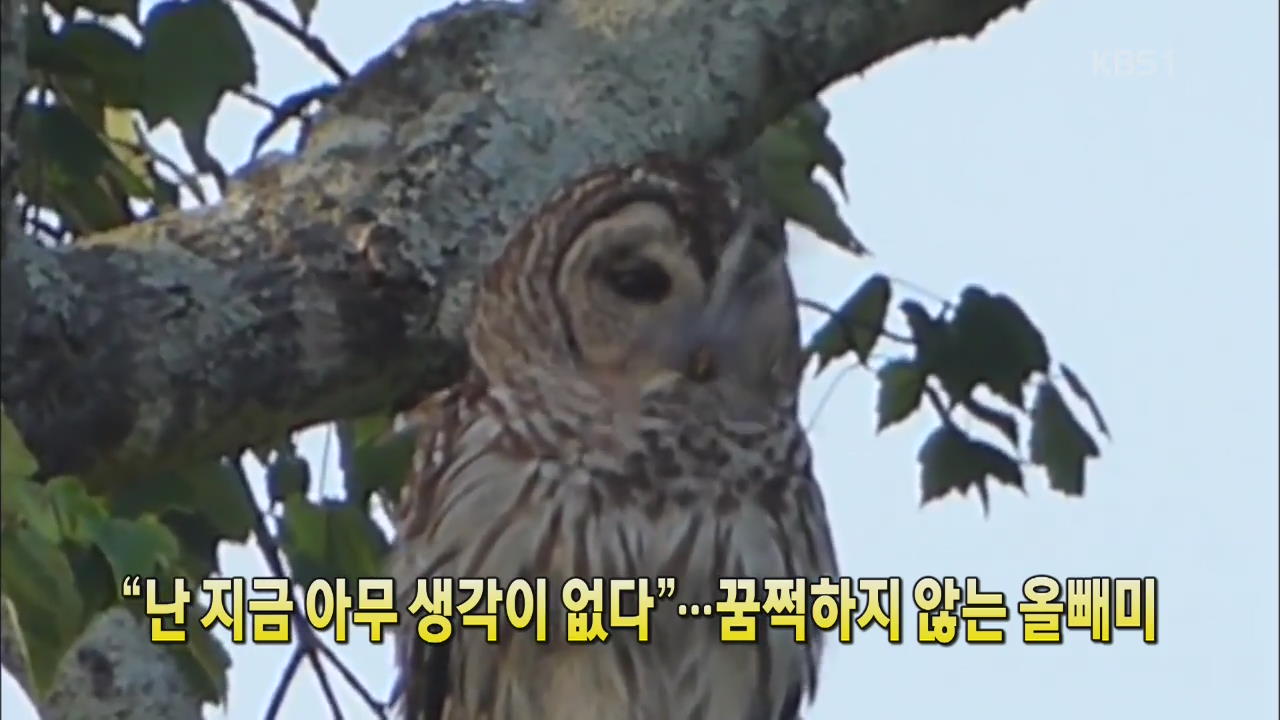 [세상의 창] “난 지금 아무 생각이 없다”…꿈쩍 않는 올빼미