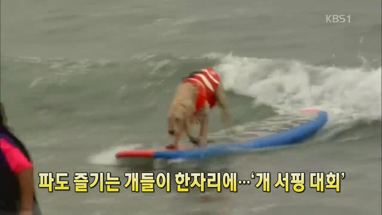 [세상의 창] 파도 즐기는 개들이 한자리에…‘개 서핑 대회’