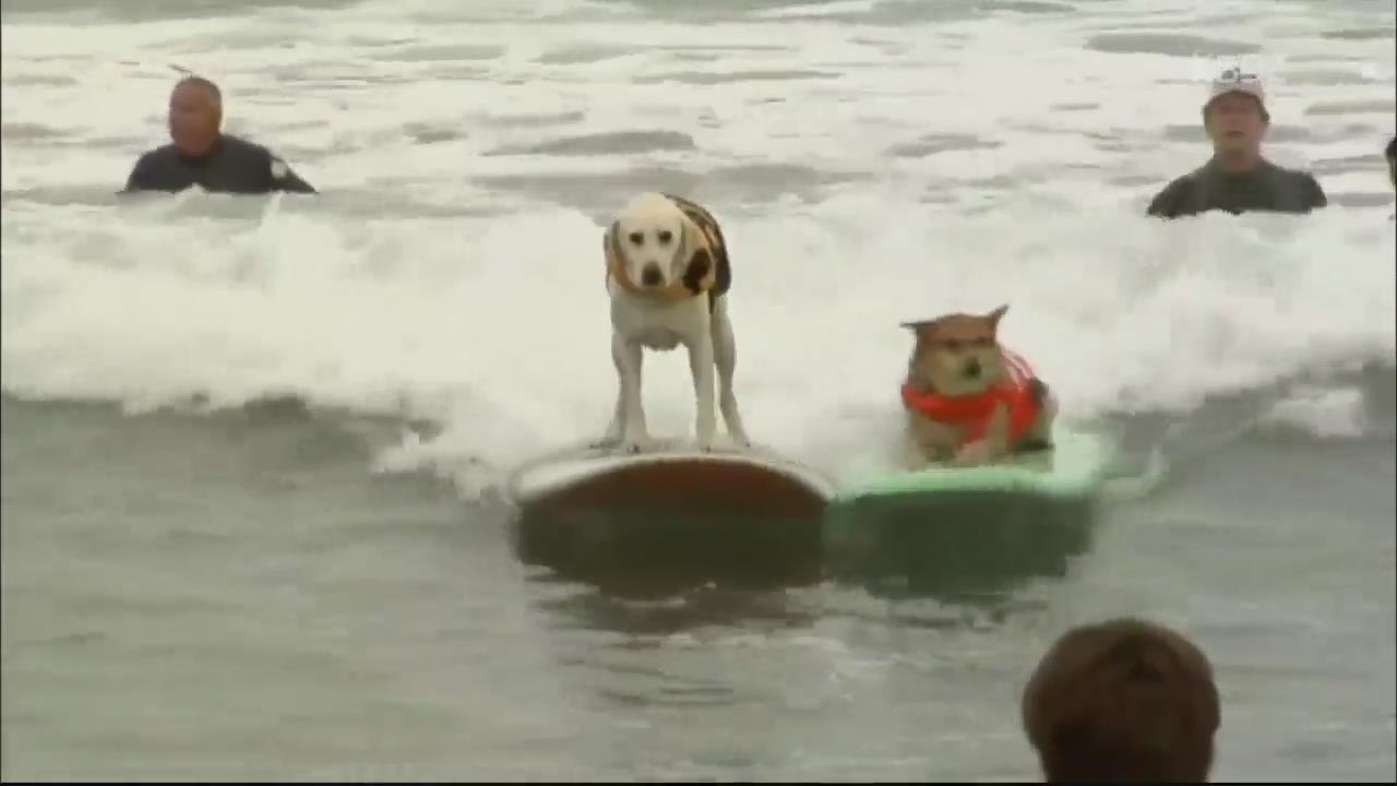 [핫 클릭] 파도 즐기는 개들이 한자리에…‘개 서핑 대회’