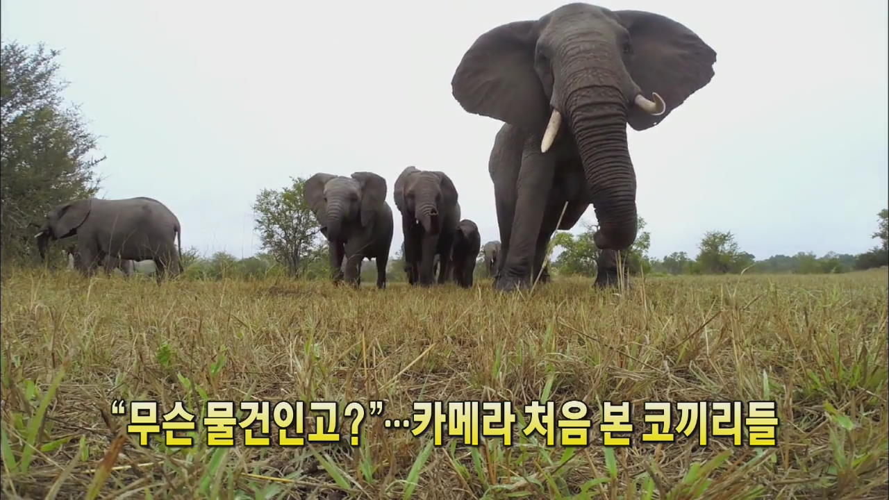 [세상의 창] “무슨 물건인고?”…카메라 처음 본 코끼리들