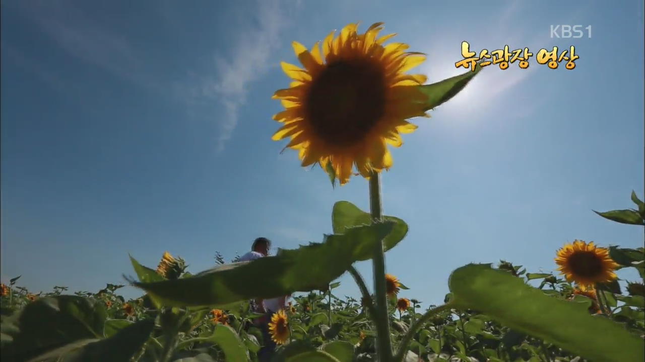 [뉴스광장 영상] 해바라기