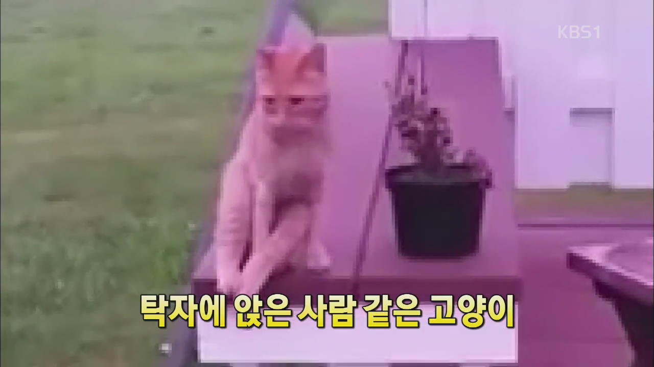 [세상의 창] 탁자에 앉은 사람 같은 고양이