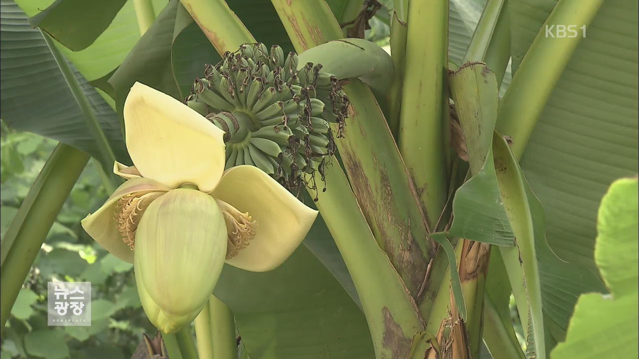 지구온난화로 식생 변화…중부지방 바나나 열려