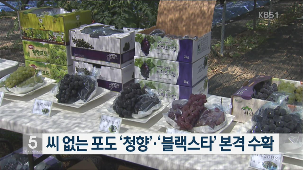 씨 없는 포도 ‘청향’·‘블랙스타’ 본격 수확