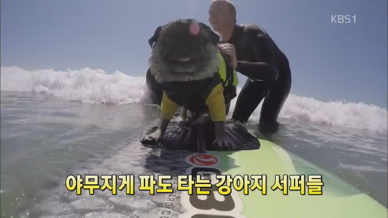 [세상의 창] 야무지게 파도 타는 강아지 서퍼들