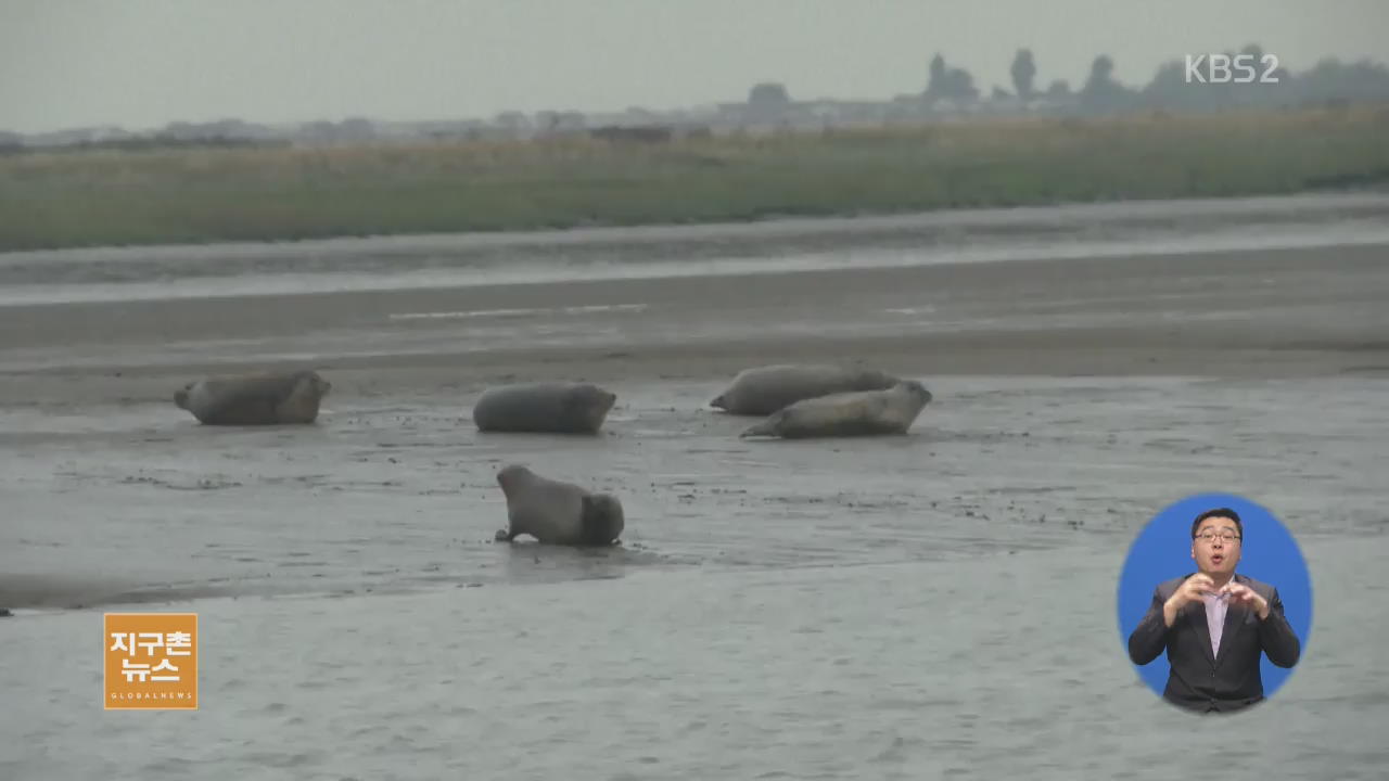 [지구촌 이모저모] 수질 개선된 ‘템스 강’에 해양동물 귀환
