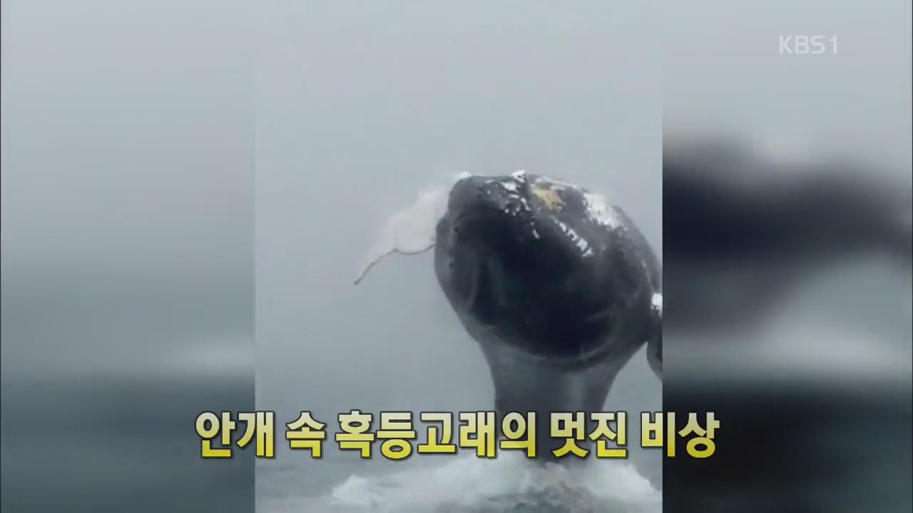 [세상의 창] 안갯속 혹등고래의 멋진 비상