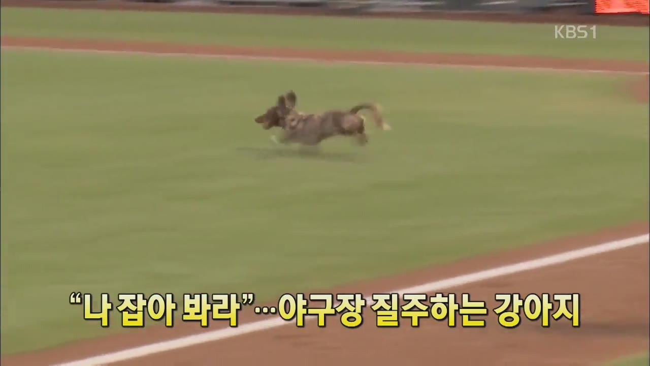 [세상의 창] “나 잡아 봐라”…야구장 질주하는 강아지