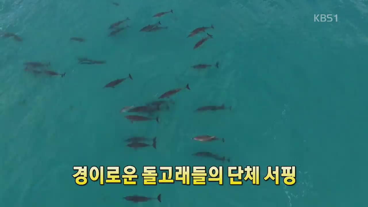 [세상의 창] 경이로운 돌고래들의 단체 서핑